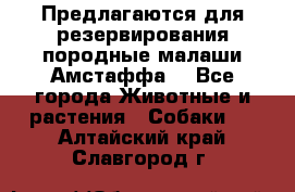 Предлагаются для резервирования породные малаши Амстаффа  - Все города Животные и растения » Собаки   . Алтайский край,Славгород г.